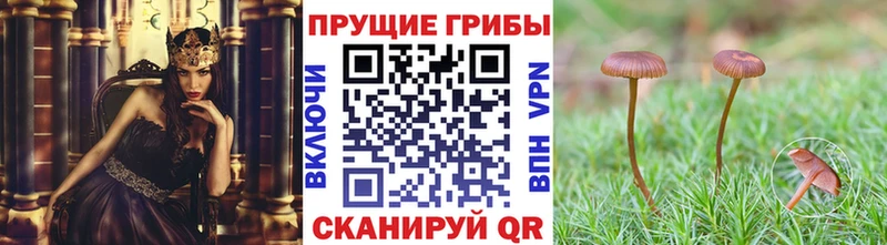 Псилоцибиновые грибы Cubensis  Талица 